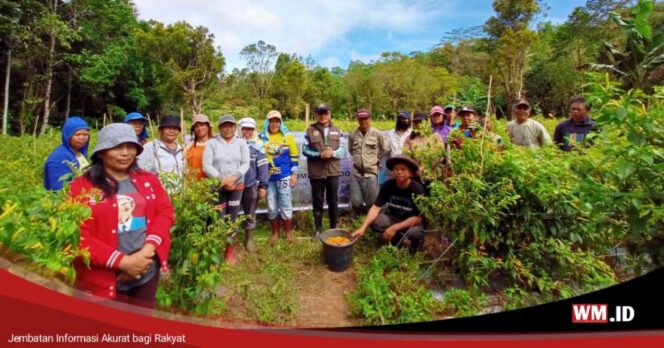 
					Panen Rica di Tomohon, Senator Stefa Dorong Ketahanan Pangan dan Tekan Inflasi Sulut