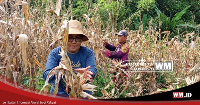 
					Anggota DPRD Tomohon Feybie Simbar Buktikan Komitmen Ketahanan Pangan Lewat Panen Jagung di Woloan